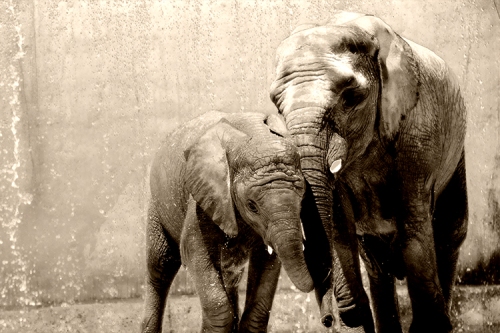 Foto Mundo Animal - Elefante Africano depois do banho- Ternura entre mãe e cria