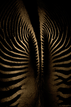 foto animal - Uma foto dos quartos traseiros de uma Zebra | fotos de animais selvagens