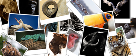 No mundo animal - uma foto de grupo: fotos de animais selvagens - tucano, tigre, rinoceronte, cegonha, girafa e outros
