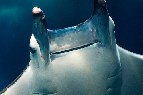 foto mundo animal | Seres do mundo submerso - Foto de uma Manta do Diabo no oceanário de Lisboa - fotos de animais selvagens