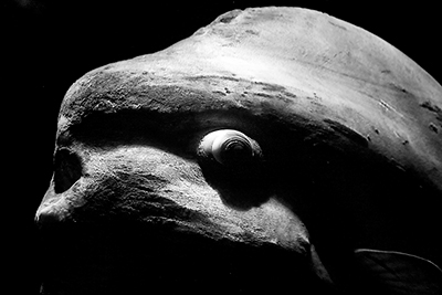 fotos de animais marinhos - foto de um peixe lua imerso na escuridão | foto mundo animal