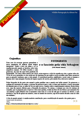 wildlife photography - Animal photo of an on-line Publication - storks