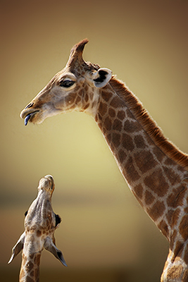 wildlife photography - Animal photo of giraffe: mother and son