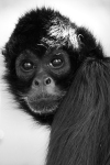 imagem de vida animal - Foto animal de um macaco pasmado - a preto e branco