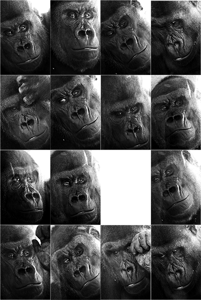 No mundo de Midas - uma foto animal de Gorila: Amélia
