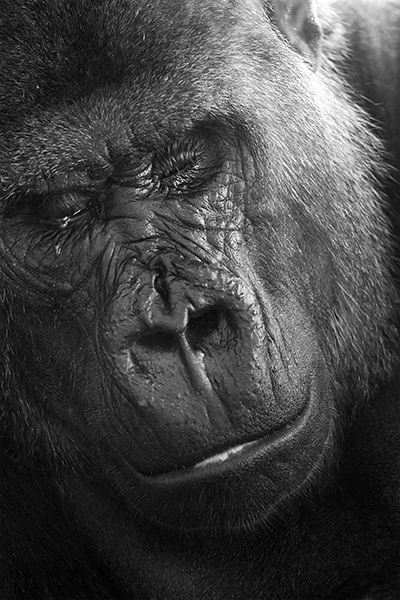 wildlife photography - Animal photo of an on-line Publication - Gorilla