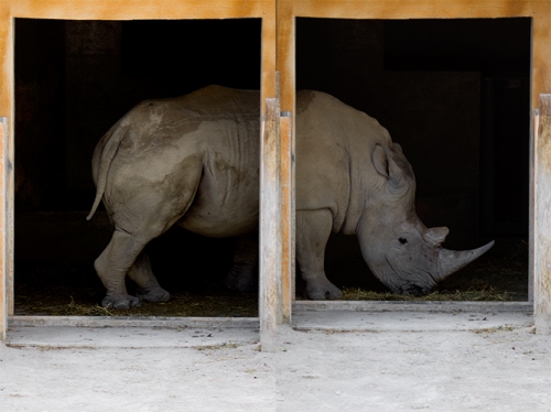 fotos de animais selvagens - Janela dos animais - Rinoceronte africano alimenta-se na penumbra dos estábulos - foto mundo animal