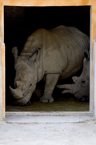 fotos de animais selvagens - Janela dos animais - Dois rinoceronte africanos cruzam-se nos estábulos - foto mundo animal