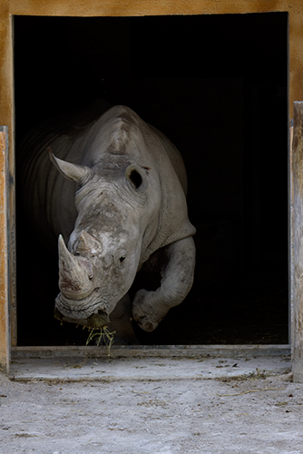 fotos de animais selvagens - Janela dos animais - Rinoceronte africano esgueira-se para fora da penumbra dos estábulos - foto mundo animal