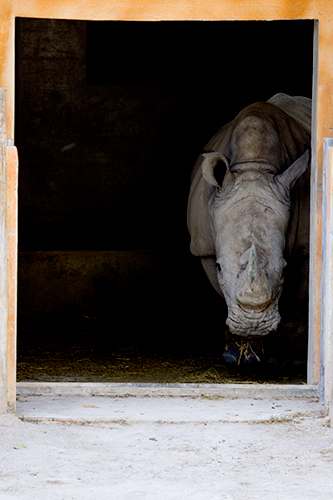 fotos de animais selvagens - Janela dos animais - Rinoceronte africano Espreita timidamente na penumbra dos estábulos - foto mundo animal