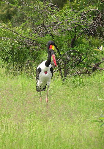 fotos de animais selvagens - Kruger Park - Ave grande que passeia a pé pela savana africana - Falta identifica-la