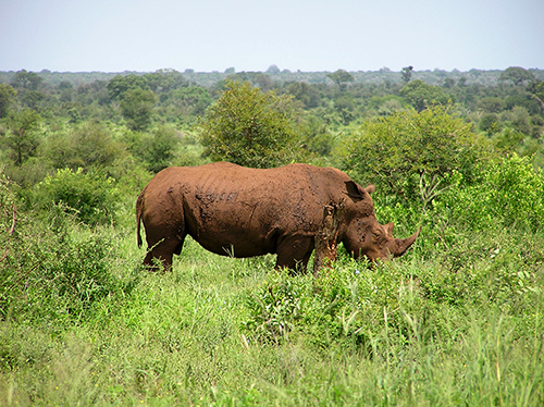 fotos de animais selvagens - Kruger Park - Rinoceronte depois de banho de lama no meio da savana verdejante - imagens do mundo animal