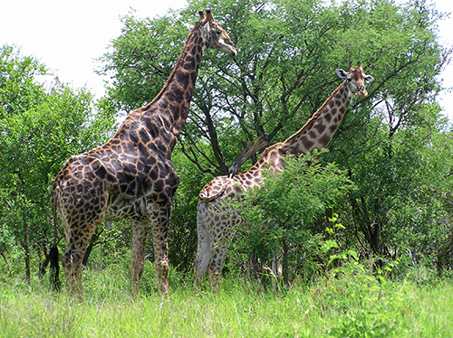 fotos de animais selvagens - Kruger Park - Casal de girafas a alimentar-se - imagem animal