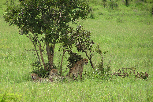 fotos de animais selvagens - Kruger Park - família de chitas abriga-se do calor da savana debaixo de pequeno arbusto - imagem animal