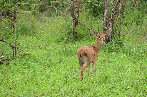 fotos de animais selvagens - Kruger Park - peno herbívoro olha para a foto - imagem animal