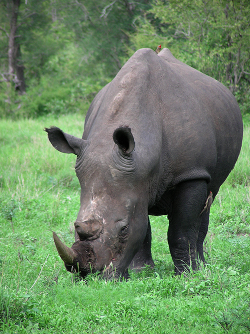 fotos de animais selvagens - Kruger Park - Rinoceronte de frente para a fotografia - imagem animal