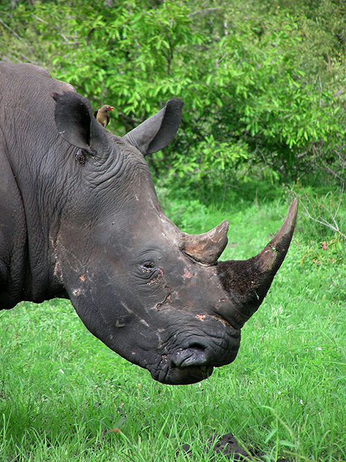 fotos de animais selvagens - Kruger Park - Cabeça de Rinoceronte com aves amigas - imagem animal