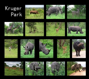 fotos de animais selvagens - Kruger Park - Painel com girafa, elefante, rinoceronte, búfalo, leão, chita, leopardo, e muito mais...