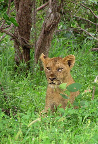 fotos de animais selvagens - Kruger Park - imagem de uma cria de leão que espreita por entre a folhagem - 