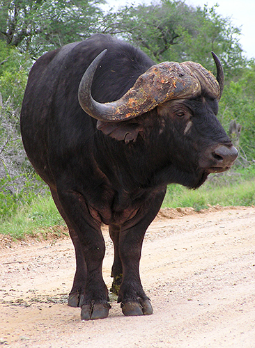 fotos de animais selvagens - Kruger Park - Bufalo africano no meio da estrada - imagem animal