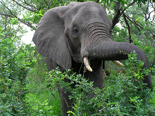 fotos de animais selvagens - Kruger Park - Elefante africano alimenta-se a uns metros do fotografo - imagem animal