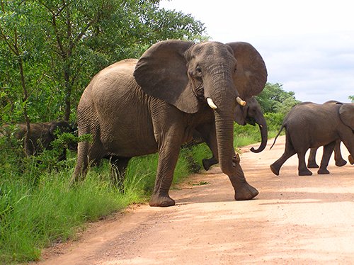 fotos de animais selvagens - Kruger Park - Elefante enfurecido atravessa a estrada com ar ameaçador - imagem animal
