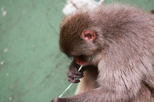 Fotos de animais selvagens - Macaco do japao toca Harpa só e em silencio, melodias que só a alma pode compreender - foto mundo animal