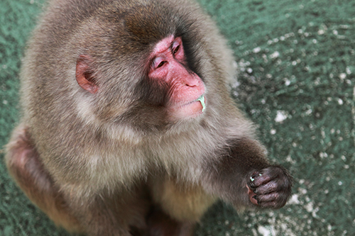 Um primata especial - Foto animal de um macaco do japao em delirio com a pastilha elastica - foto mundo animal