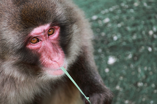 Foto mundo animal - Flagrante do Macaco do Japao a esticar a pastilha elastica - fotos de animais selvagens