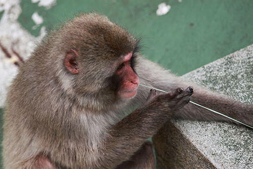 Primata, musico ou simplesmente animal - Macaco do Japao toca harpa com apoio - fotos de animais selvagens