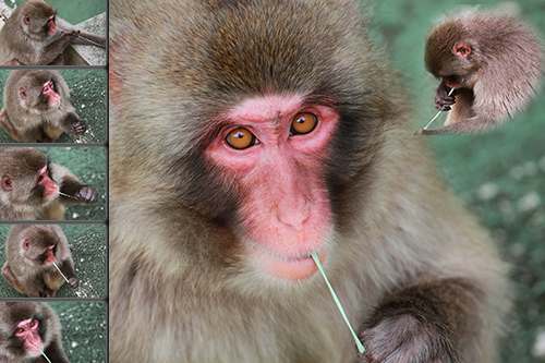 Foto mundo animal - um painel de fotos do macaco do Japao a mascar uma pastilha elastica e a tocar harpa com a pastilha - fotos de animais selvagens