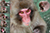 Thumbnail do painel - Primatas: Macaco do japao