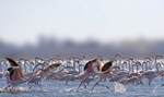 animais fotos | fotos de animais selvagens - Flamingos no Tejo