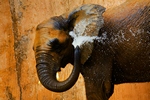 animais fotos | fotos de animais selvagens - Elefantes no Banho