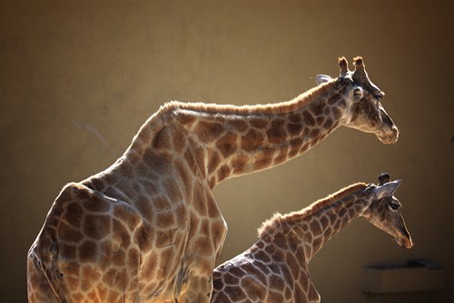 Foto mundo animal - Fotografia de vida selvagem - Duo mãe e filha - Girafas
