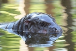 animais fotos | fotos de animais selvagens - Rosinha o hipopótamo bebe