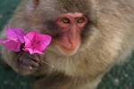 animais fotos | fotos de animais selvagens - Uma Flor nas mãos de um primata - macaco do japão