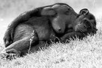 Animais fotos - Clotilde, uma chimpanzé em pose sexy