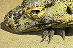ANIMAIS FOTOS - Dragão de Komodo, uma história de encantar