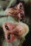 Primatas no mundo animal - grande plano de duas faces do macaco do Japão - Gémeos