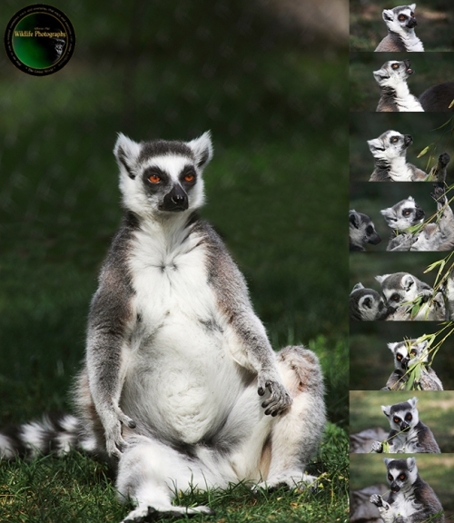 Lémure- Um painel de fotos de primatas de Madagáscar