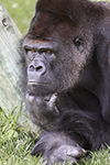 Primatas - Gorila das montanhas compenetrado e em reflexão. - Fotografia de animais selvagens