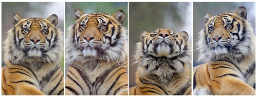 Foto mundo animal - Painel de Felinos - Tigre | Fotos de Animais Selvagens