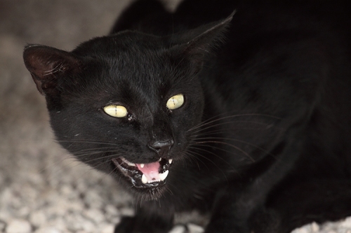 Gato Preto - Felinos no Foto Mundo Animal - Animais Selvagens