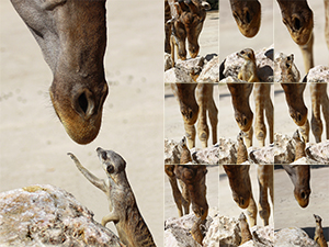 Girafas Suricata-painel do animais fotos
