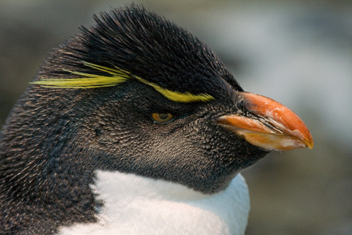Pinguim Saltador-da-Rocha Fotos de Animais Selvagens -2254