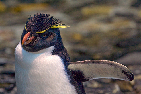Pinguim saltador-da-rocha Fotos de Animais Selvagens -3554
