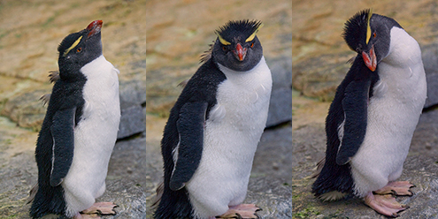 Pinguim saltadordarocha Painel de Fotos de Animais Selvagens -B