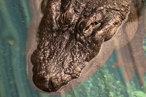 aligator-crocodilo-fotos-animais-selvagens-001-Mundo-Animal