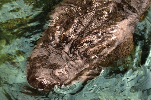 aligator-crocodilo-fotos-animais-selvagens-002-Mundo-Animal